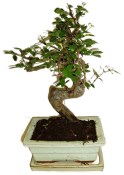 Zelkova 178 - pokojové bonsaje 