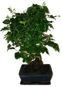 Ligustrum chinensis ptačí zob 138kwe