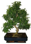 Caragona spinosa - čínský pepř 082 - bonsai