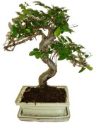 Zelkova 178 - pokojové bonsaje 