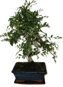 Zelkova 137kwe - pokojové bonsaje 