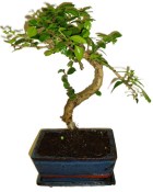 Pokojová bonsaj Carmona microphylla - čaj fuki 888