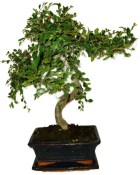 Zelkova 137kwe - pokojové bonsaje 