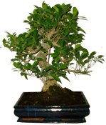 Ficus retusa - fíkovník - bonsai 978