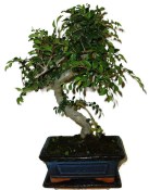 Zelkova 137kwe - pokojové bonsaje 