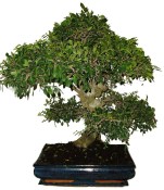 Zelkova 131 - pokojové bonsaje 