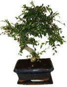 Zelkova 137kwe - pokojové bonsaje 