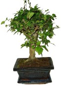 Zelkova 191 - pokojové bonsaje 