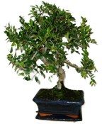 Zelkova 137kwe - pokojové bonsaje 