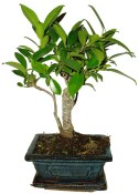 Ficus retusa - fíkovník - bonsai 096