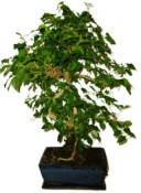 Ligustrum chinensis ptačí zob 138kwe