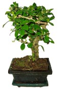 Pokojová bonsaj Carmona microphylla - čaj fuki 162
