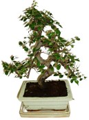 Zelkova 178 - pokojové bonsaje 