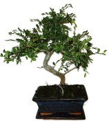Zelkova 137kwe - pokojové bonsaje 