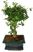 Zelkova 191 - pokojové bonsaje 