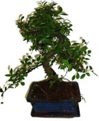 Zelkova 178 - pokojové bonsaje 
