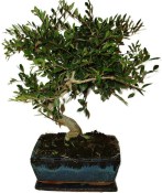 Zelkova 137kwe - pokojové bonsaje 