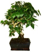 Ligustrum chinensis ptačí zob 138kwe