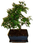 Zelkova 178 - pokojové bonsaje 