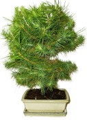 Bonsai Pinus halepensis 1170