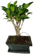 Ficus retusa - fíkovník - bonsai 096