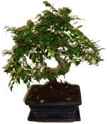 Zelkova 178 - pokojové bonsaje 