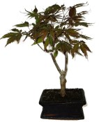Acer palmatum - Javor dlanitolistý 858