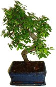 Zelkova 178 - pokojové bonsaje 