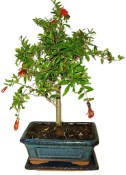 Punica granatum - granátovník 1074