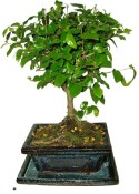 Pokojová bonsai - Sagerethia thea 153