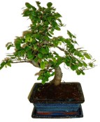 Zelkova 178 - pokojové bonsaje 