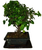 Pokojová bonsai - Sagerethia thea 153