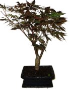 Acer palmatum - Javor dlanitolistý 858