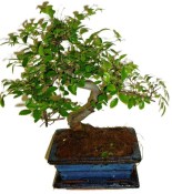 Zelkova 178 - pokojové bonsaje 