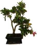 Venkovní bonsaje - Azalka - Rhododendron 1174