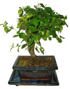 Pokojová bonsai - Sagerethia thea 153