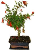 Punica granatum - granátovník 1074