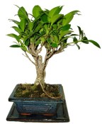 Ficus retusa - fíkovník - bonsai 096