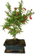 Punica granatum - granátovník 1074