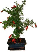 Punica granatum - granátovník 1074