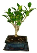 Ficus retusa - fíkovník - bonsai 096