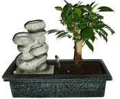  Ficus retusa - fíkovník - bonsaj 787 - fontána funkční součástí čerpadýlko