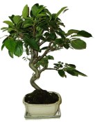 Malus - Třešňoplodá jabloň 860