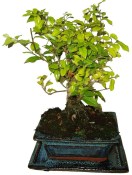 Pokojová bonsai - Sagerethia thea 153