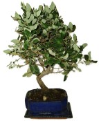 Quercus dub 1207 - venkovní bonsaje