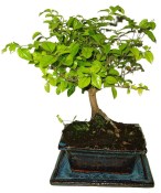 Pokojová bonsai - Sagerethia thea 153
