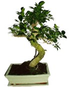 Ficus retusa - fíkovník - bonsai 180