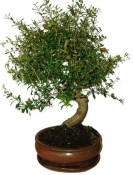 Punica granatum - granátovník 1074