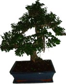 Zelkova 178 - pokojové bonsaje 