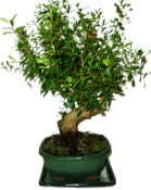 Punica granatum - granátovník 1074
